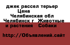 джек рассел терьер › Цена ­ 25 000 - Челябинская обл., Челябинск г. Животные и растения » Собаки   